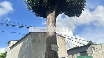 Nhà yến kiên cố, đang có tổ, 280m² – giá tốt cho nhà đầu tư.