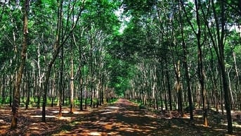 ~1500 hecta tiềm năng trồng cao su, dược liệu, năng lượng xanh