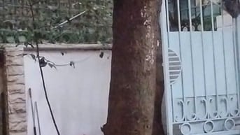 🌳 CHÍNH CHỦ BÁN CÂY LỘC VỪNG LÂU NĂM – ĐỊNH CÔNG, HÀ NỘI 🌳