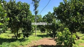 Đất vườn 1005m2 giá chỉ 650tr có 1 ít thổ cư