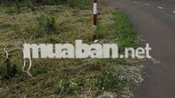 CẦN VỐN KD NÊN BÁN 1671,9M2 ĐẤT TRỒNG CÂY LÂU NĂM Ở BÀU LÂM, BRVT