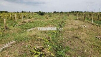 746m2 đất vườn giá ngộp 295tr cách nhựa bự ĐT827 tầm 300m sổ hồng