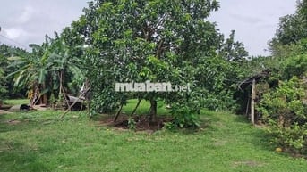 Đất vườn diện tích 1000m2 giá 650 triệu đường Điểu Xiển Bàu Trâm