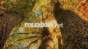 Cho  THUÊ NHÀ ĐƯỜNG PHÚ THỌ HOÀ - P PHÚ THỌ HOÀ : 4 x 15 M Đúc 1 lầu