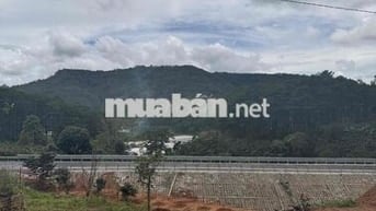 cần bán lô đất mặt tiền mimosa view rừng thông giá cực tốt đà lạt.