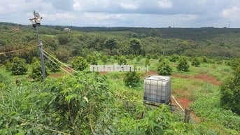 Hơn 2,2 hecta đất Sầu xen Điều có nhà sẵn - ngân hàng hỗ trợ 700tr