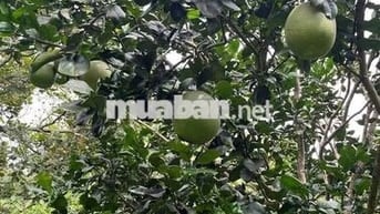 Ali bán nhà hẻm Ô Tô xã Phú Hữu, SHCC giá bán 14 tỷ có TL