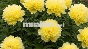 Ann bán nhà mặt tiền đối diện chợ mới Đại Phước