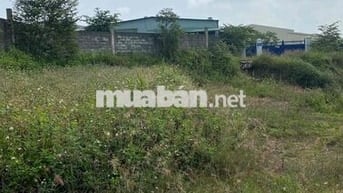 Cần bán Đất trồng cây lâu năm gần 1000m2