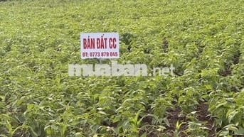 Đất đẹp phường Cam Ly Đà Lạt Lâm Đồng