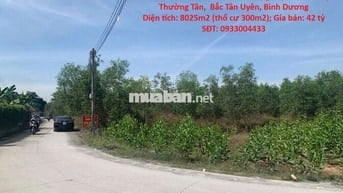 BÁN NHANH Đất Trồng Cây Lâu Năm Tại Thường Tân,Bắc Tân Uyên,Bình Dương