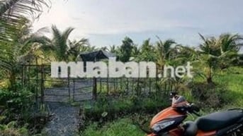 1099mv ĐẤT VƯỜN ĐƯỜNG ÔTÔ, CÓ SẴN CÂY TRÁI ,TÂN THÀNH THỦ THỪA