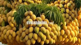 Anh bán nhà mặt tiền chợ mới Đại Phước SH trên tay giá tốt