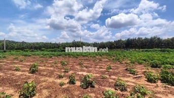 Bán đất sào có thổ cư, 1 sẹc đường DH507 - 4575m2 SHR, Bình Dương.
