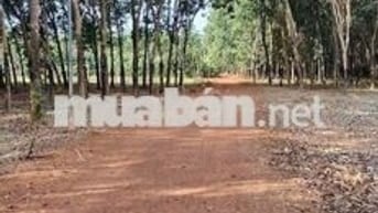 Bán đất tại Tân Thành, Đồng Xoài, Bình Phước, 11,4 tỷ, 6347 m2