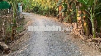 BÁN 6706M2 ĐẤT TRỒNG SẦU RIÊNG THÁI ĐÃ CHO TRÁI TẠI LONG HỒ-VĨNH LONG