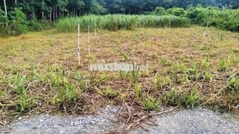 CHÍNH CHỦ CẦN BÁN ĐẤT ĐƯỜNG NGUYỄN THỊ RÀNH – AN NHƠN TÂY, CỦ CHI