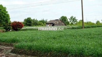 KẸT TIỀN BÁN GẤP 1 SÀO ĐẤT, CÁCH ĐỨC MẸ NÚI CÚI 13KM, GẦN NHÀ THỜ, CHỢ