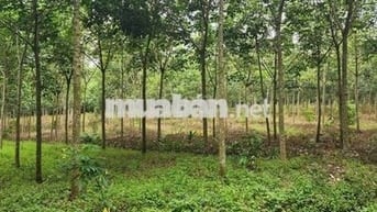 Bán đất 2 MT Tiến Hưng,Đồng Xoài, 16.5 tỷ, 11803 m2