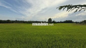 Bán đất An Tây Bến Cát 1600m2 1,199 tỷ