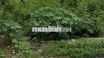 Mua là sẽ hời lô đất MT đ Sư Đoàn 9, Vĩnh Lộc A, Bình Chánh chỉ 880tr