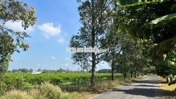 Đất Tây Ninh huyện Tân Châu nhựa 8m 100x106. còn TL Chủ