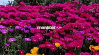 [1010] [391]Bán căn hộ Mizuki 78m2 MP678 view kênh