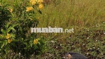 Chủ đất bệnh nhờ bán lô đất dt 107,5m2 giá 879tr Bình Chánh