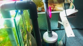 Hồ Thủy Sinh có sẵn cá và cây.