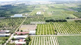 ĐẤT XÂY TRỌ NGAY KCN PHƯỚC ĐÔNG. 10x70 120m2 thổ. 2 tỷ