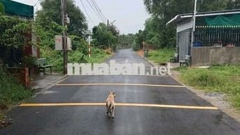 Sinh lời không ngừng với lô đất ở Đ. NE2, Bến Cát mà chỉ 715 triêụ