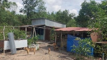 Cần bán 1504m2 đất trồng cây lâu năm (QH đất ở nông thôn) giá 2,5tr/m