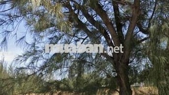 Đất đẹp sát biển Đ.Thạnh Thới , Long Hoà , Cần giờ , SHR , Full Thổ