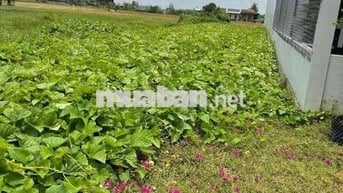 ĐẤT THỔ MẶT TIỀN TỈNH LỘ 833B, CÁCH TPHCM 30km,SÁT VÀNH ĐAI 4