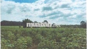 Bán ĐGTS đất tại phường Tân Thành, TP. Hồ Chí Minh