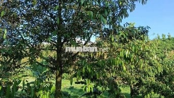 Sổ đẹp đất đẹp khách nào sẵn tiền mua ngay