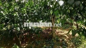 ĐẤT NGỘP GIÁ RẺ THÔN 9 TÂN LẠC