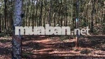 đất sổ đỏ, xã Bình Tân, huyện Phú Riềng, tỉnh Bình Phước