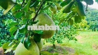 Chính chủ cần bán 2 lô đất vườn Tân Lâm, SH công chứng, giá 1,5tỷ full