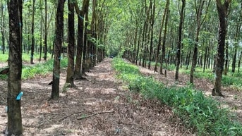 Chính chủ gửi bán 43890m2 đất tại xã tân phước, đồng phú, giá 35.2 tỷ