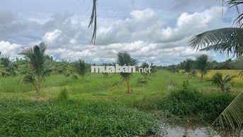 Đất vườn dừa 2 năm tuổi 3430m2 xã An Ngãi Trung, Ba Tri