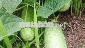 Vườn nghỉ dưỡng cạnh hồ Trị An, view đồi thoáng đãng, giáp suối