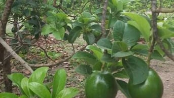 Cho thuê nhà và đất để canh tác