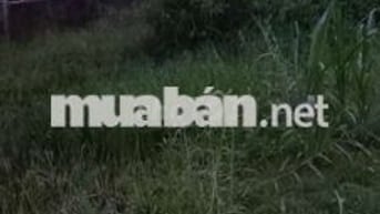 Bán đất gần chợ Phú Nhuận TP Bến Tre.