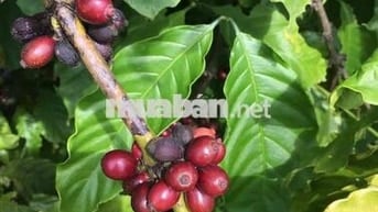 Cần bán 4.5 xào đất buôn ma thuột nông nghiệp