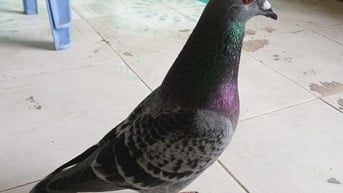 Tìm cơ sở và CTY cho lãnh hàng gia công về nhà làm 
