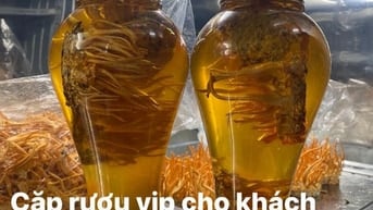 ĐÔNG TRÙNG HẠ THẢO TƯƠI NGÂM RƯỢU