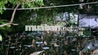 Cho thuê nhà vườn Thới Tam Thôn, Hóc Môn