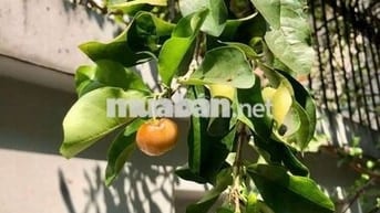 Cho thuê nhà1tr 3lầu hẻm đường  Ba Cu Vũng Tàu