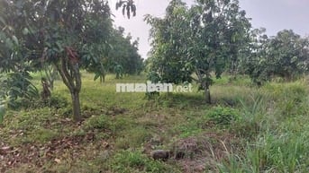 Chỉ 410 triệu sở hữu ngay 1 sào đất đẹp tại Định Quán